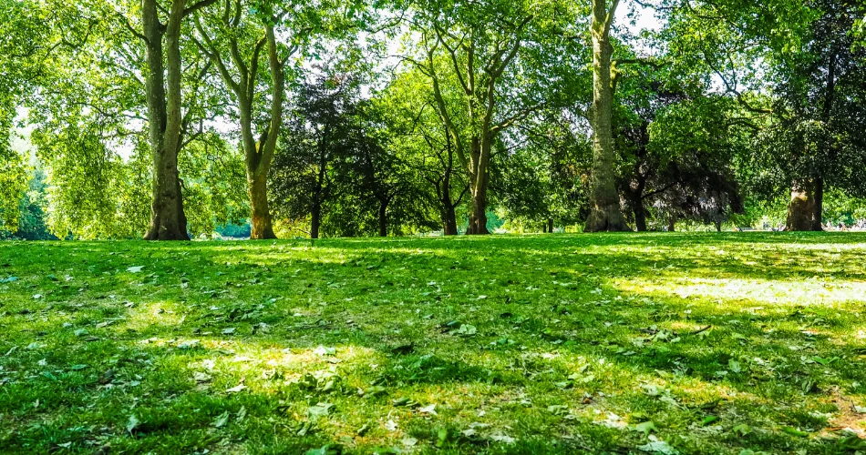 Explore The Mall: The Royal Walk to Buckingham Palace