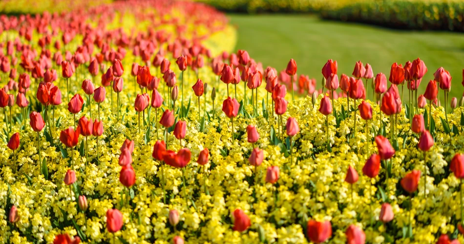Top Things to Do Near Buckingham Palace