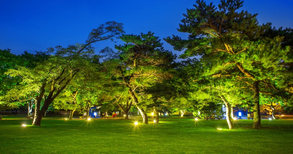 Catch the Palace Lit Up at Night: A Royal Sight to Remember